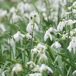 anglesey-snowdrops-1.jpg