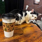 chattycatcafe1.jpg