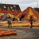 pumpkins2025-28.jpg