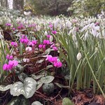 kingstonlacey-snowdrops1.jpg