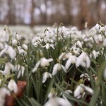 welfordpark-snowdrops1.jpg
