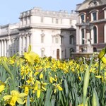 greenwich-daffodils-1.jpg