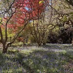 sheffieldpark-bluebells1.jpg