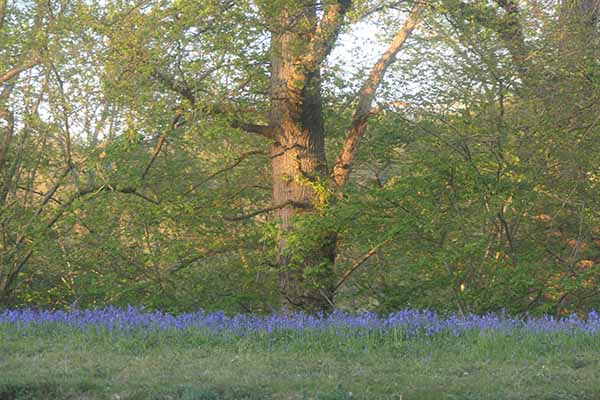 bluebell-railway-dinner