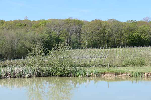 bluebell-winery