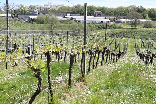bluebell-winery