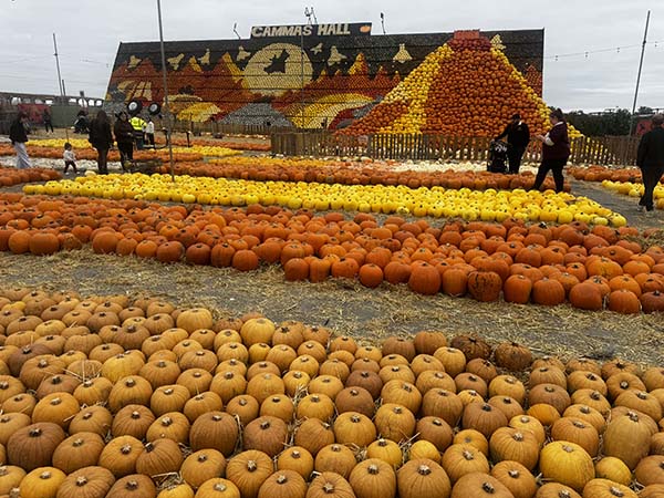 cammashall-pumpkins2025