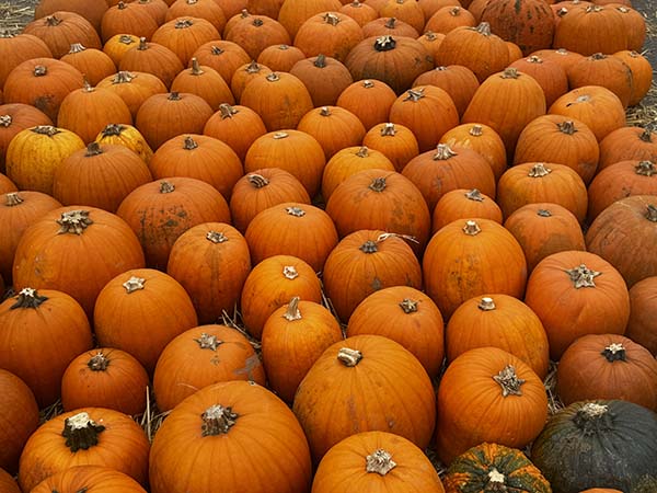 cammashall-pumpkins2025