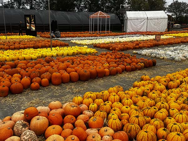 cammashall-pumpkins2025