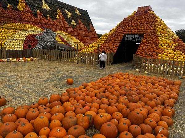 cammashall-pumpkins2025