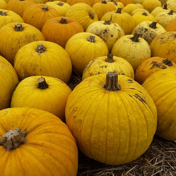 cammashall-pumpkins2025