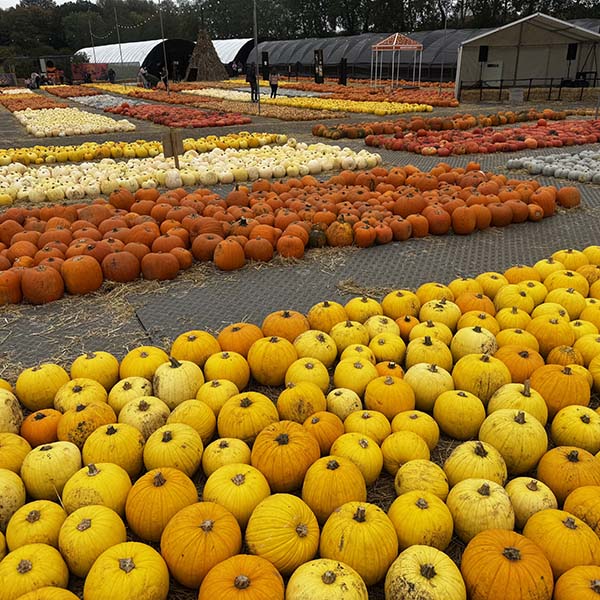 cammashall-pumpkins2025