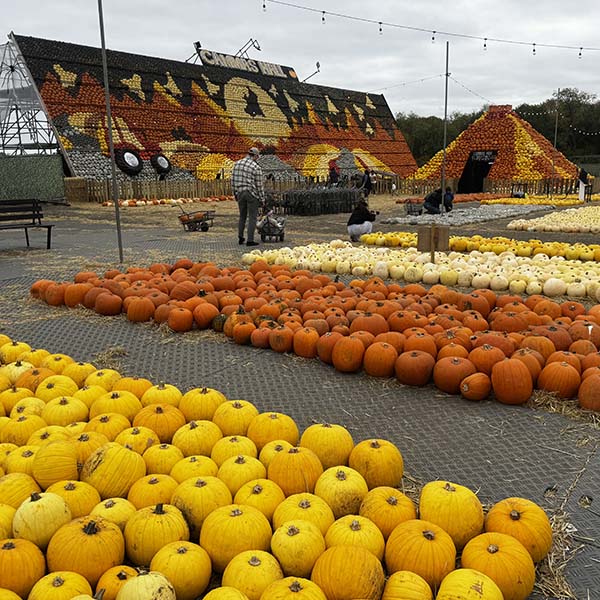 cammashall-pumpkins2025