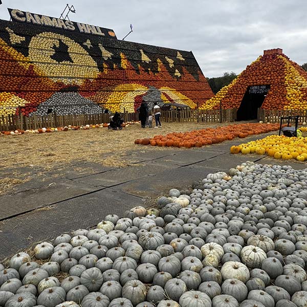 cammashall-pumpkins2025