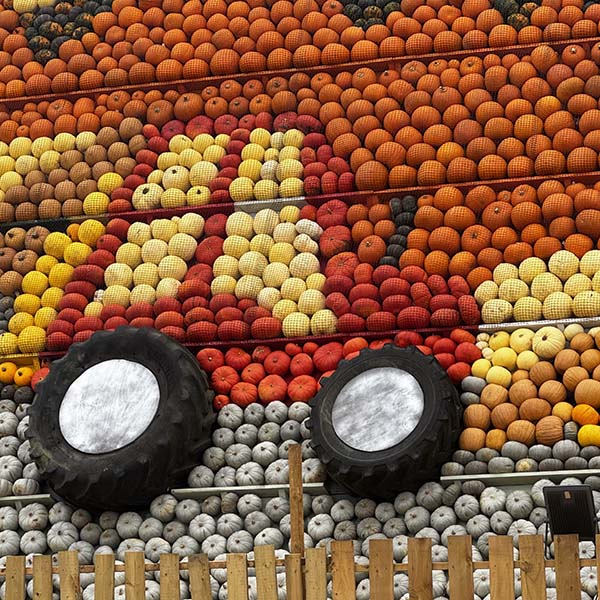 cammashall-pumpkins2025