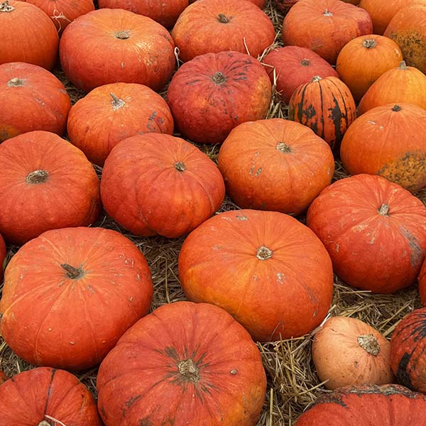 cammashall-pumpkins2025