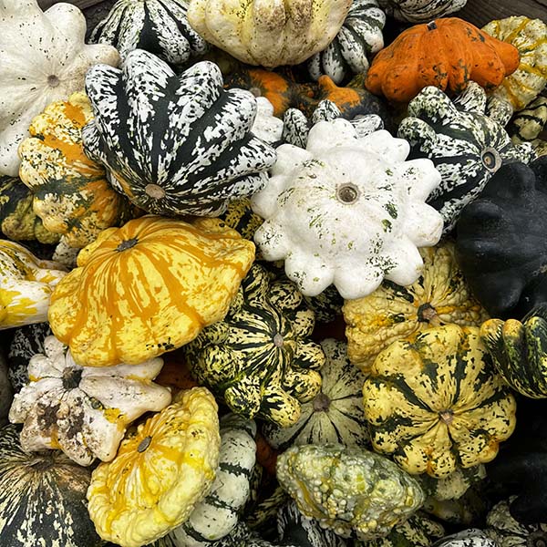 cammashall-pumpkins2025