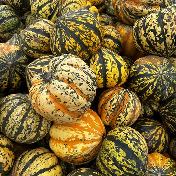 cammashall-pumpkins2025