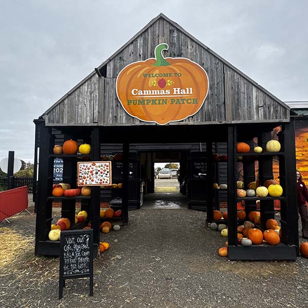 cammashall-pumpkins2025