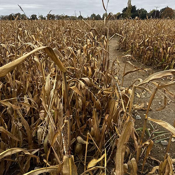 cammashall-pumpkins2025