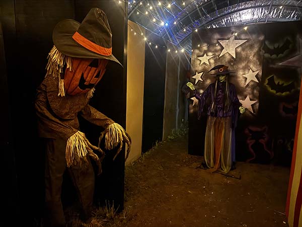 cammashall-pumpkins2025