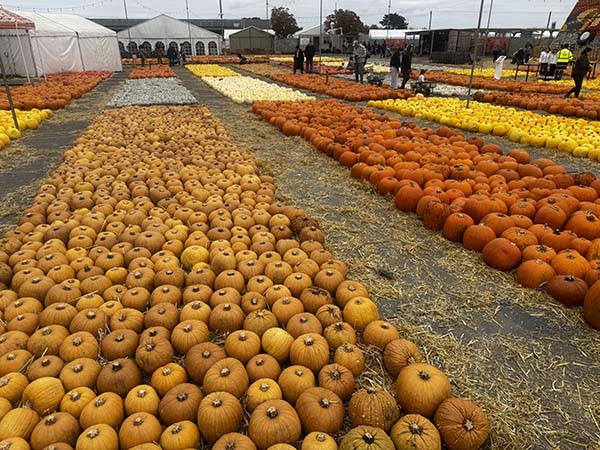 cammashall-pumpkins2025
