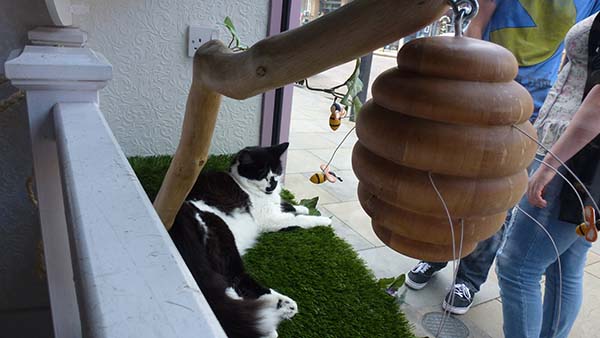 catcafe2014