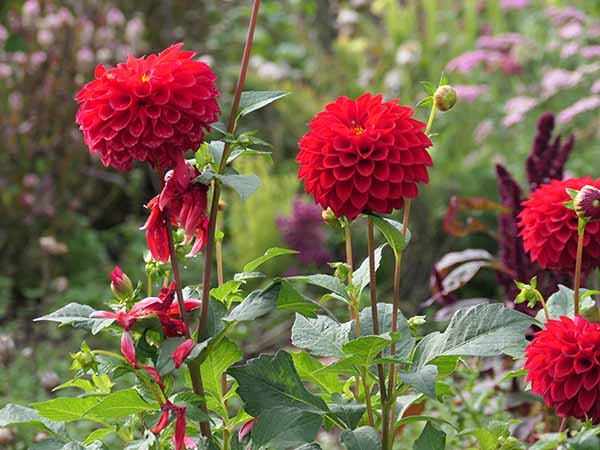 fall2025-hintonampner