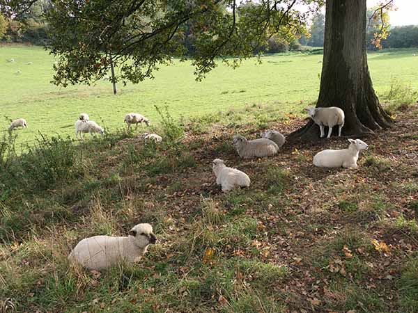 fall2025-hintonampner