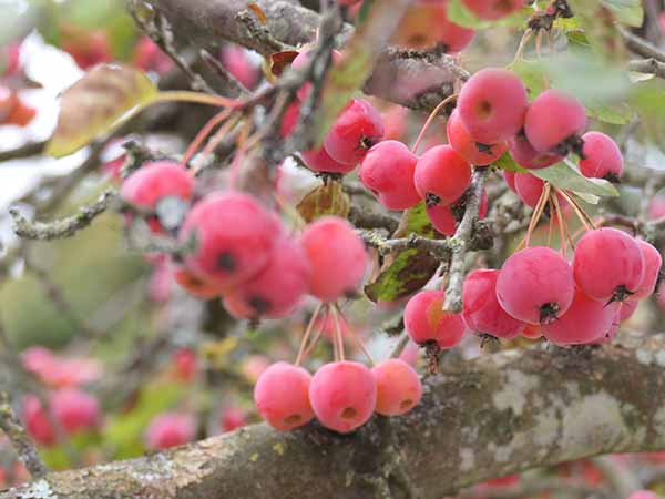 fall2025-hintonampner