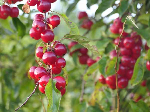 fall2025-hintonampner