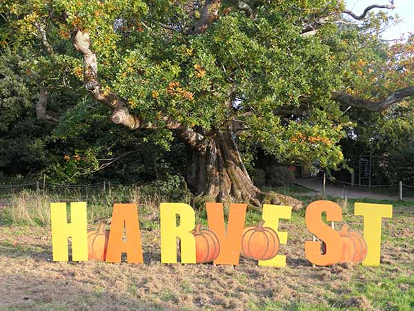 fall2025-hintonampner