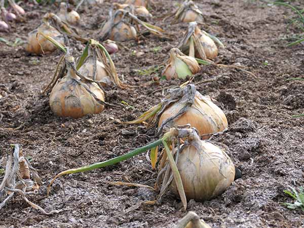 fall2025-hintonampner