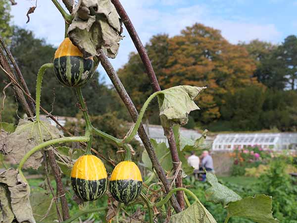 fall2025-hintonampner