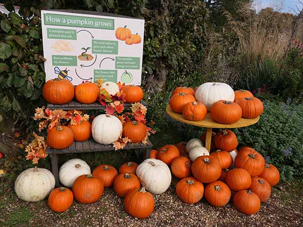 fall2025-hintonampner