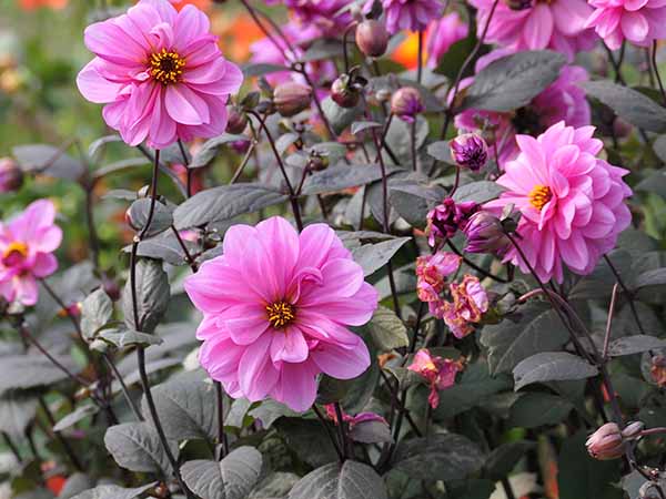 fall2025-hintonampner