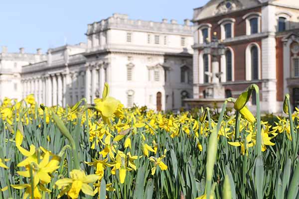 greenwich-daffodils-1.jpg