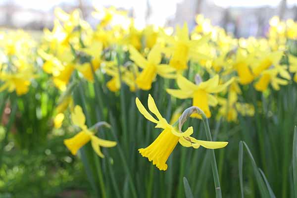 greenwich-daffodils