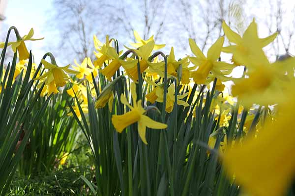 greenwich-daffodils