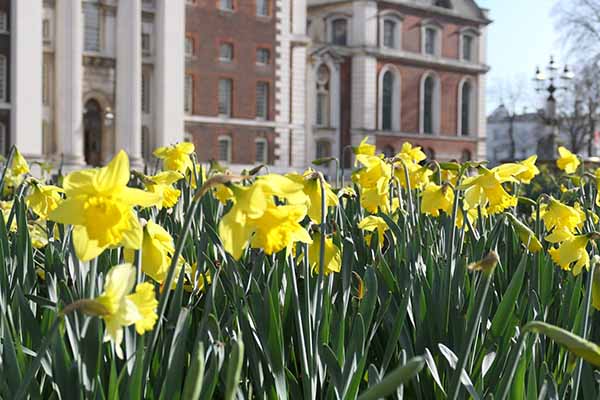 greenwich-daffodils