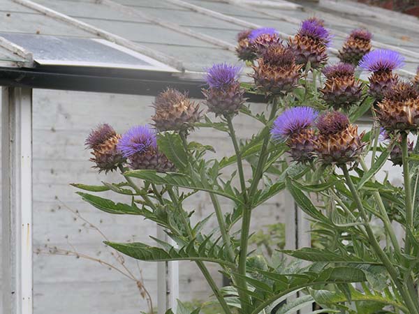 hintonampner-july2025