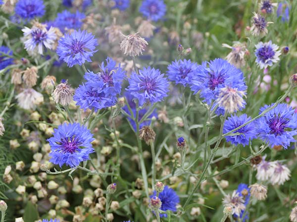 hintonampner-july2025