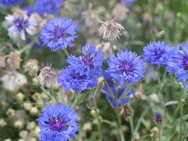 hintonampner-july2025