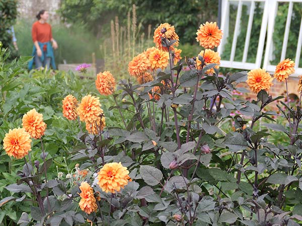 hintonampner-july2025