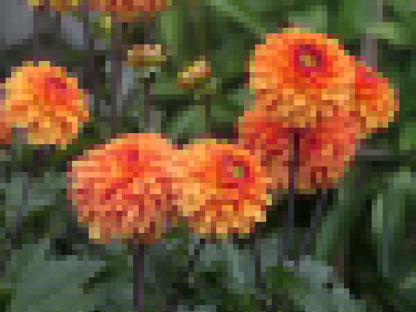 hintonampner-july2025