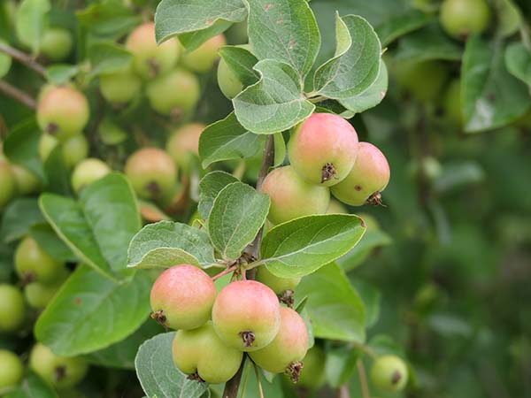 hintonampner-july2025