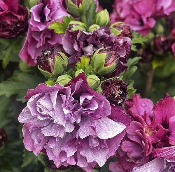 hintonampner-july2025