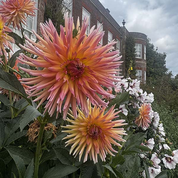 hintonampner-july2025