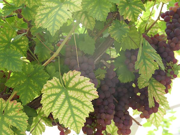 hintonampner-july2025