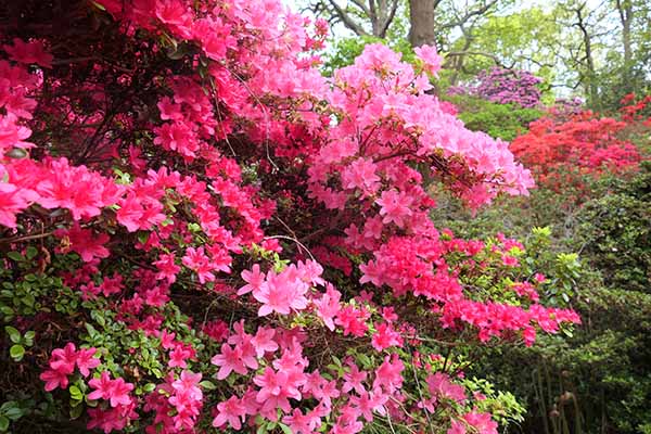 isabelle-plantation-azelas1.jpg